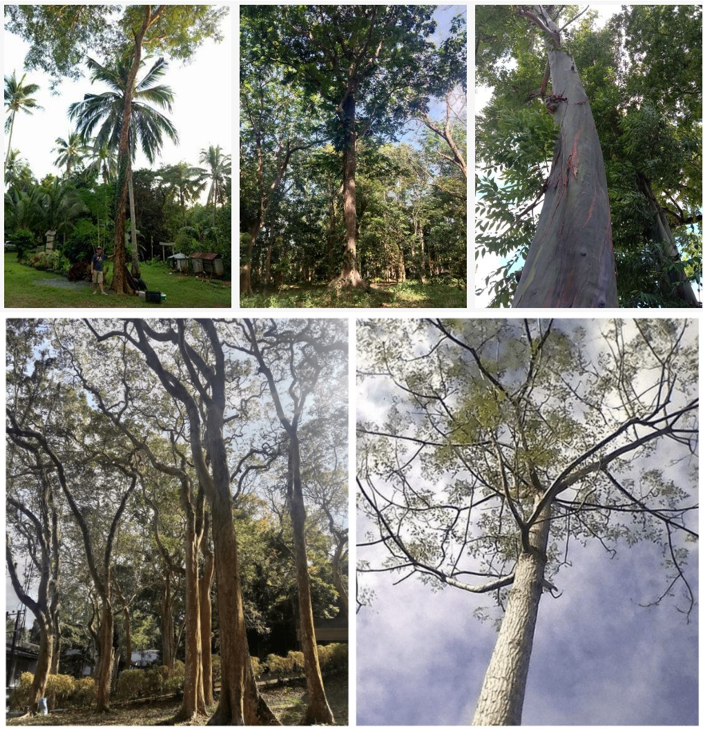 Philippine native trees from left to right: Akleng Parang (Albizia procera), Amugis (Koordersiodendron pinnatum), Bagras (Eucalyptus deglupta), Molve (Vitex parviflora), Paraiso (Melia azedarach). Source: Asst. Prof. Karl Abelard Edberto L. Villegas, Jr.